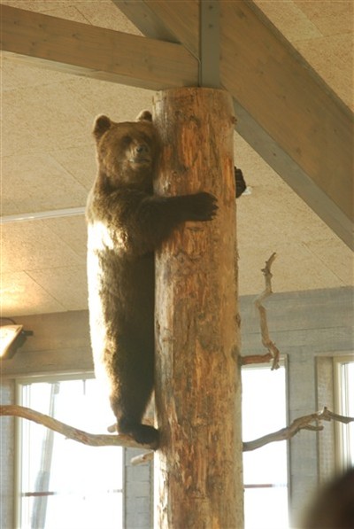 Konservator JS, björn klättrande