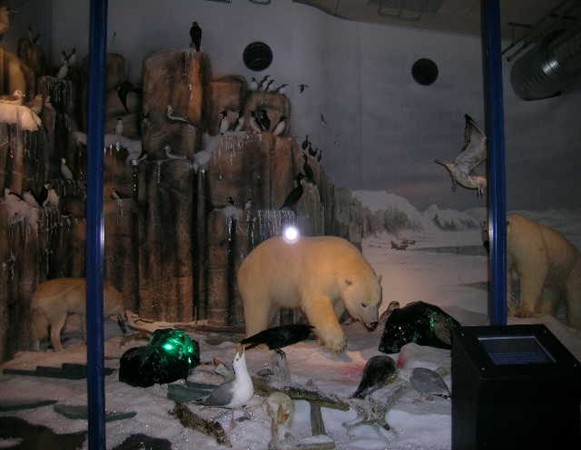 Isbjörnsdiorama i Orsa