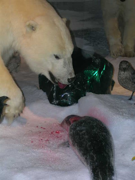 Isbjörn äter vikare